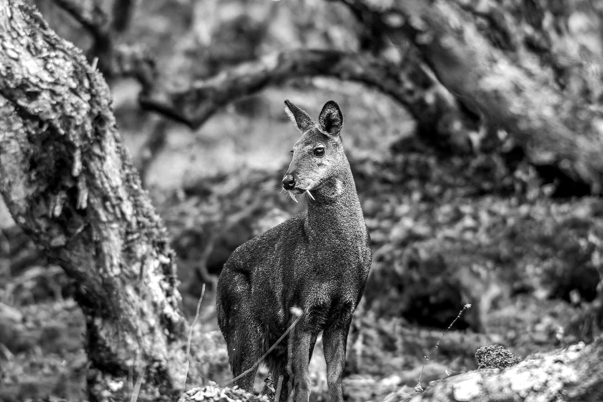 A Himalayan musk deer in the forest